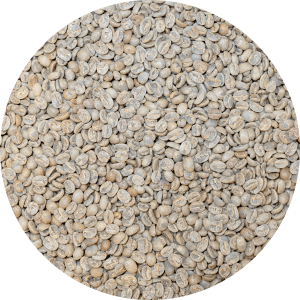 El Salvador Premium Chalatenango - Finca Peña Redonda Pacamara Washed