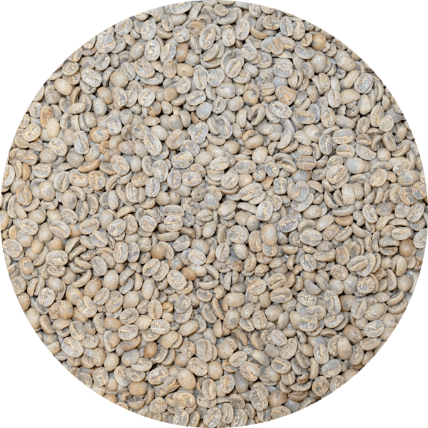 El Salvador Premium Chalatenango - Finca Peña Redonda Pacamara Washed