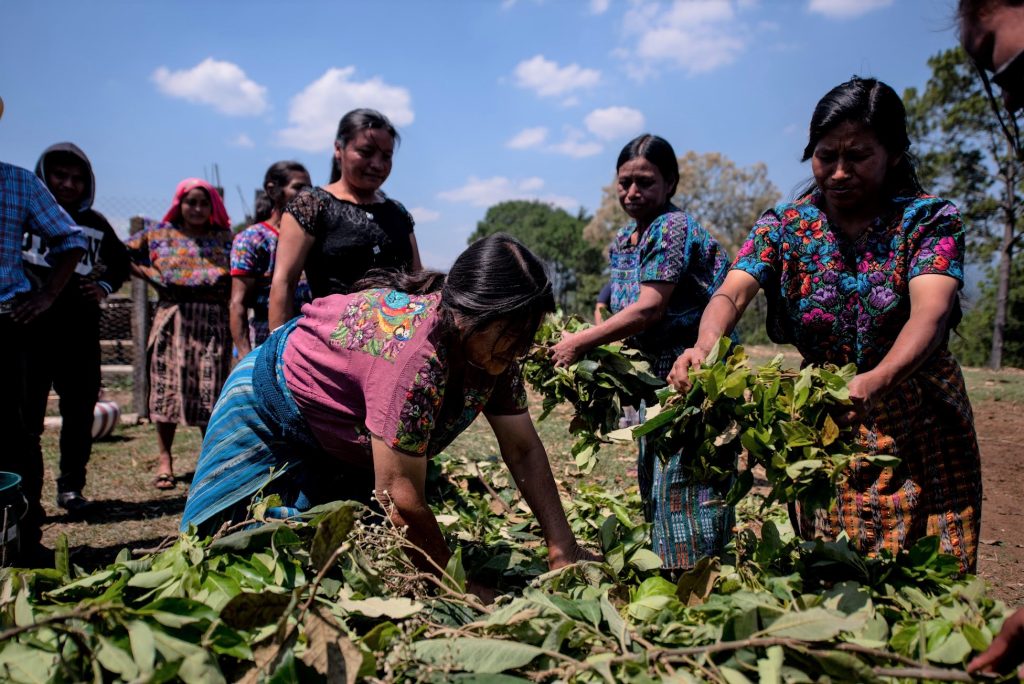 Guatemalan Org. Huehuetenango SHB - ASOPCE Washed