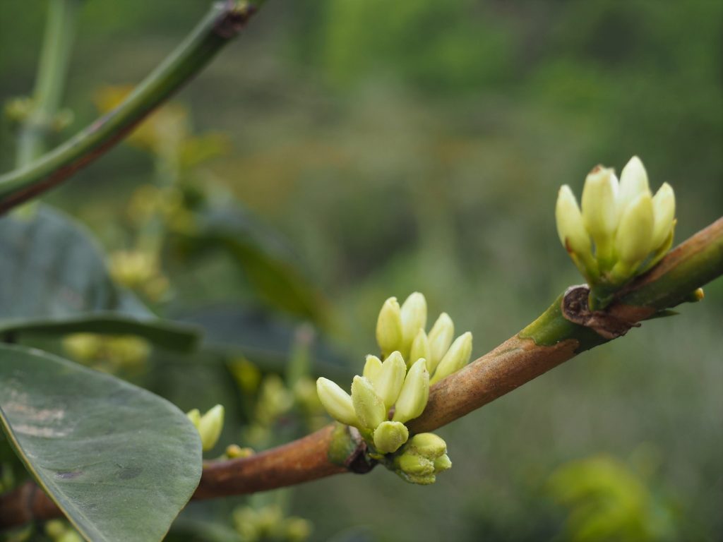 Guatemalan Org. Huehuetenango SHB - ASOPCE Washed