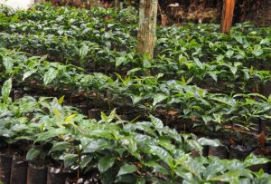 Guatemalan Org. Huehuetenango SHB - ASOPCE Washed