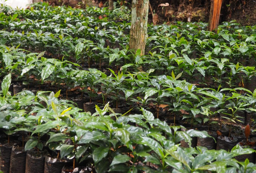 Guatemalan Org. Huehuetenango SHB - ASOPCE Washed