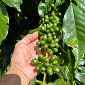 El Salto - Finca Camiseta