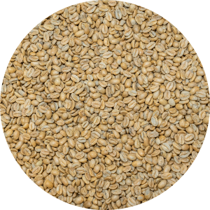 Panama Premium - Mama Cata Estate -Beneficio Arriba - Geisha Natural (New)