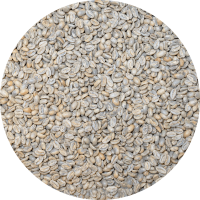 Panama Exclusive El Santo Coffee - Laurina Washed Processed