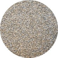 Panama Premium El Santo Coffee - Finca Camiseta Geisha Washed Processed Lot 3 Purple (New)