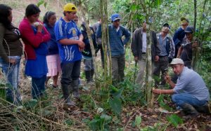 Decaffeinated Peru Org. Norandino FTO Royal Select MWP
