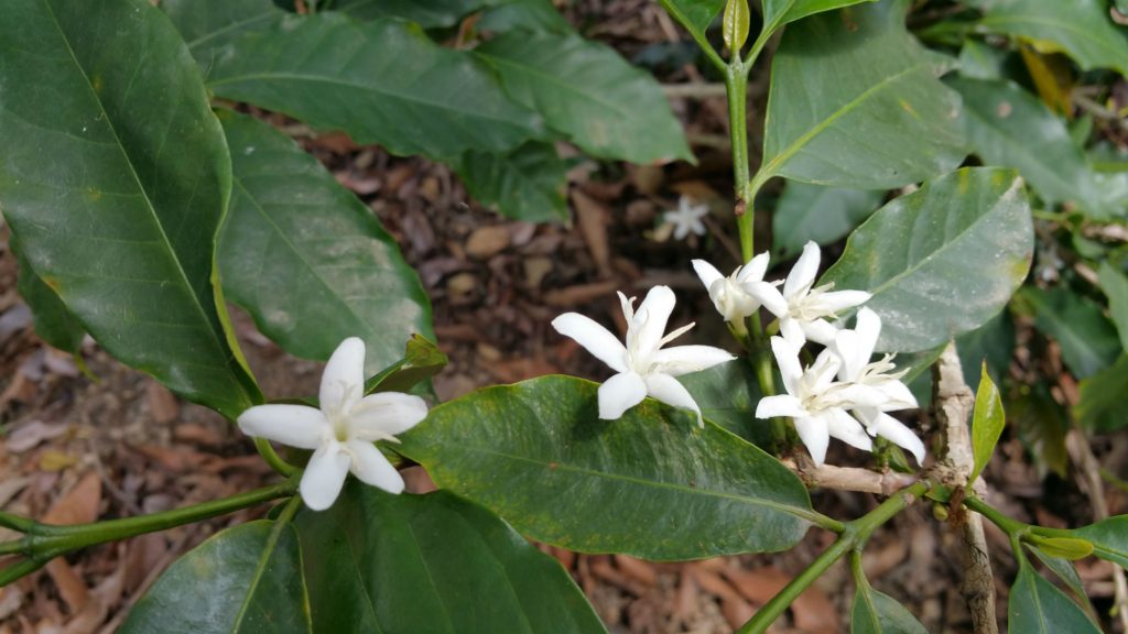 Colombian Org. SMBC Washed Processed