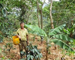 Colombian Org. SMBC Washed Processed