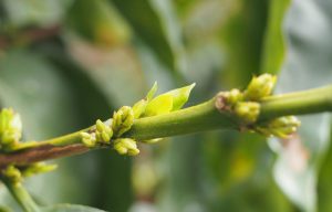 Colombian Org. SMBC Washed Processed