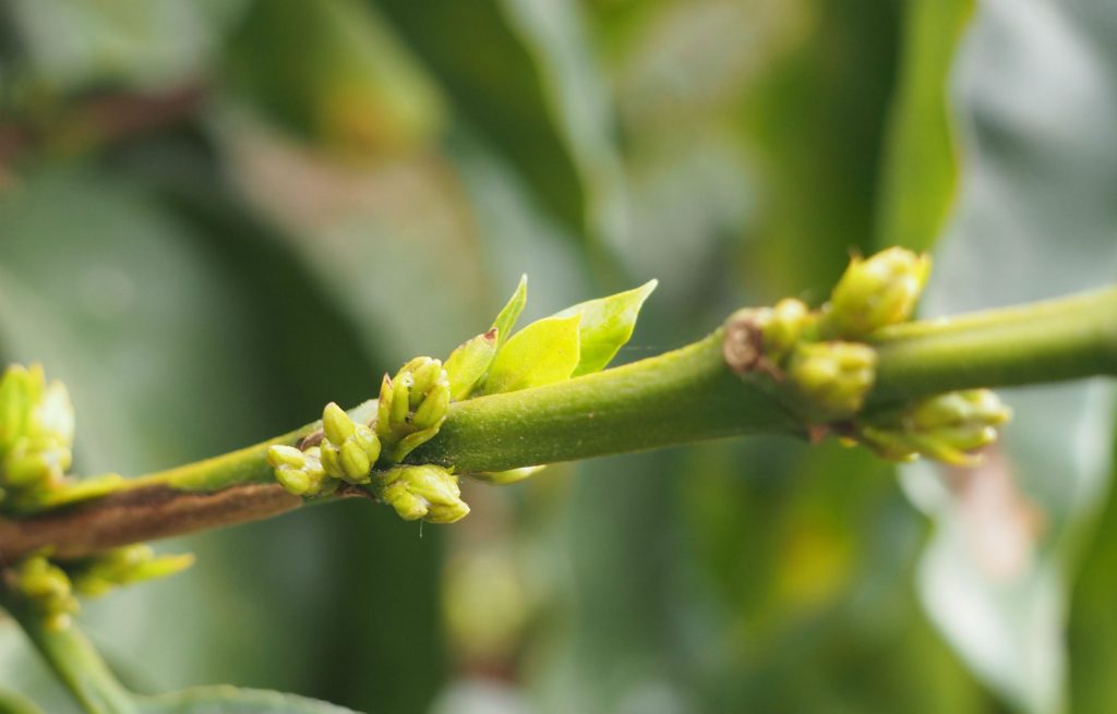 Colombian Org. SMBC Washed Processed