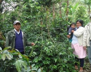 Decaffeinated Peru Org. Norandino FTO Royal Select MWP