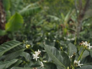 DECAF-SUMATRA-ROYAL-SELECT-SWISS-WATER-PROCESS2