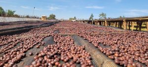 ETHIOPIA-GUJI-1-NATURAL-HAMBELA