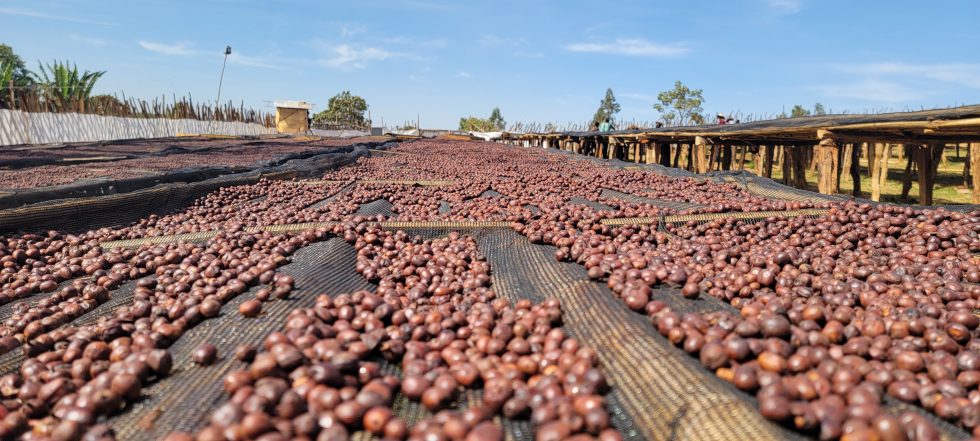 ETHIOPIA-GUJI-1-NATURAL-HAMBELA