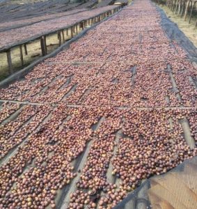 ETHIOPIA-GUJI-1-NATURAL-HAMBELA