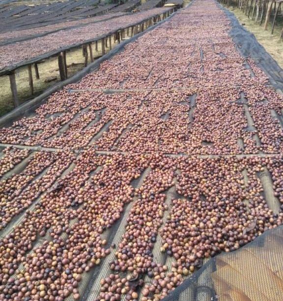 ETHIOPIA-GUJI-1-NATURAL-HAMBELA