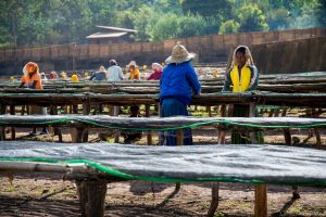 Ethiopia-Konga-Takele-Mammo-Denbi2