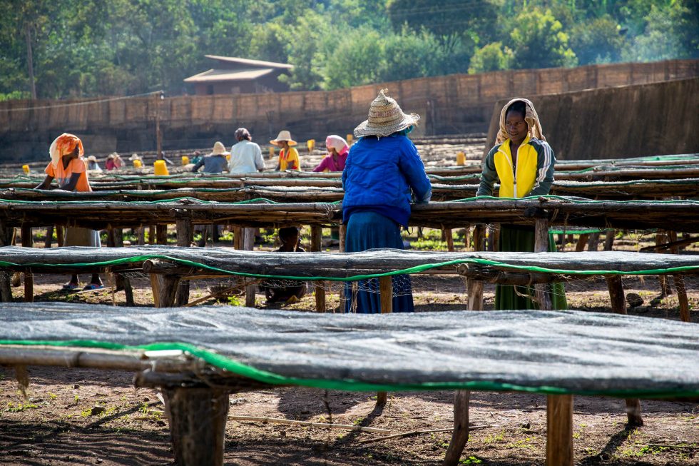 Ethiopia-Konga-Takele-Mammo-Denbi2