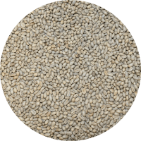 Papua New Guinea - Kinmuga Small Holders - Peaberry