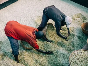 Burundi Kibira - Long Miles Project Washed Processed