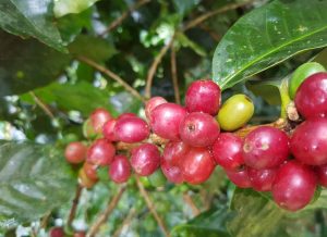 Mexican org Altura EP