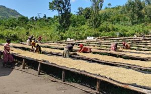 Congo Kalehe AA Org. Idjwi Island - Women's Coffee Washed