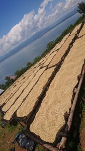 Congo Kalehe AA Org. Idjwi Island - Women's Coffee Washed