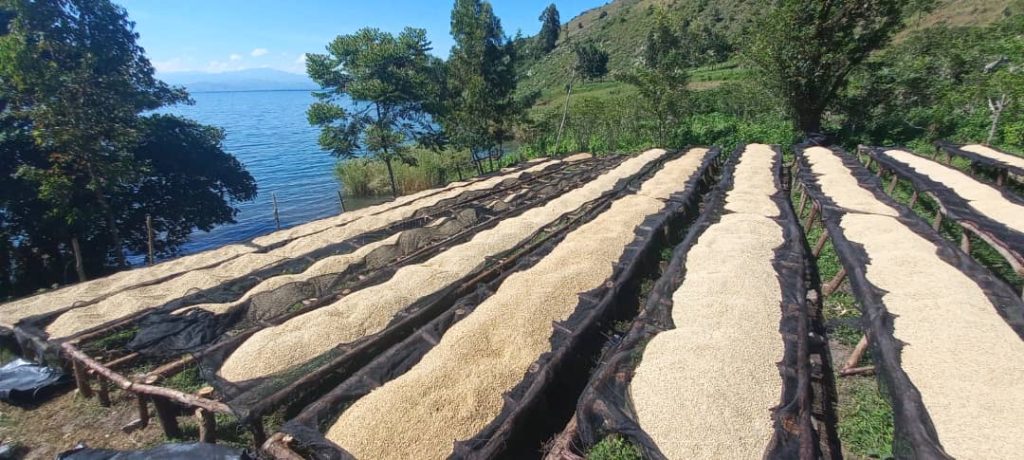 Congo Kalehe AA Org. Idjwi Island - Women's Coffee Washed