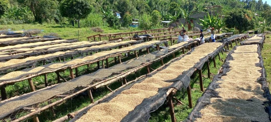 Congo Kalehe AA Org. Idjwi Island - Women's Coffee Washed