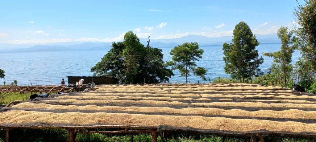 Congo Kalehe AA Org. Idjwi Island - Women's Coffee Washed