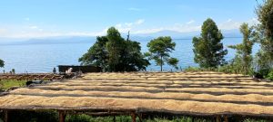 Congo Kalehe AA Org. Idjwi Island - Women's Coffee Washed