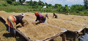 Congo Kalehe AA Org. Idjwi Island - Women's Coffee Washed