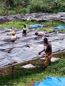 Congo Kalehe AA Org. Idjwi Island - Women's Coffee Washed