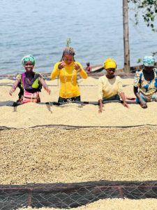 Congo Kalehe AA Org. Idjwi Island - Women's Coffee Washed