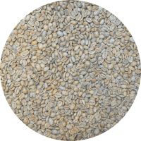 Guatemalan Huehue. - Punta Del Cerro - Gesha