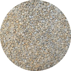 Guatemalan Huehue. - Punta Del Cerro - Gesha