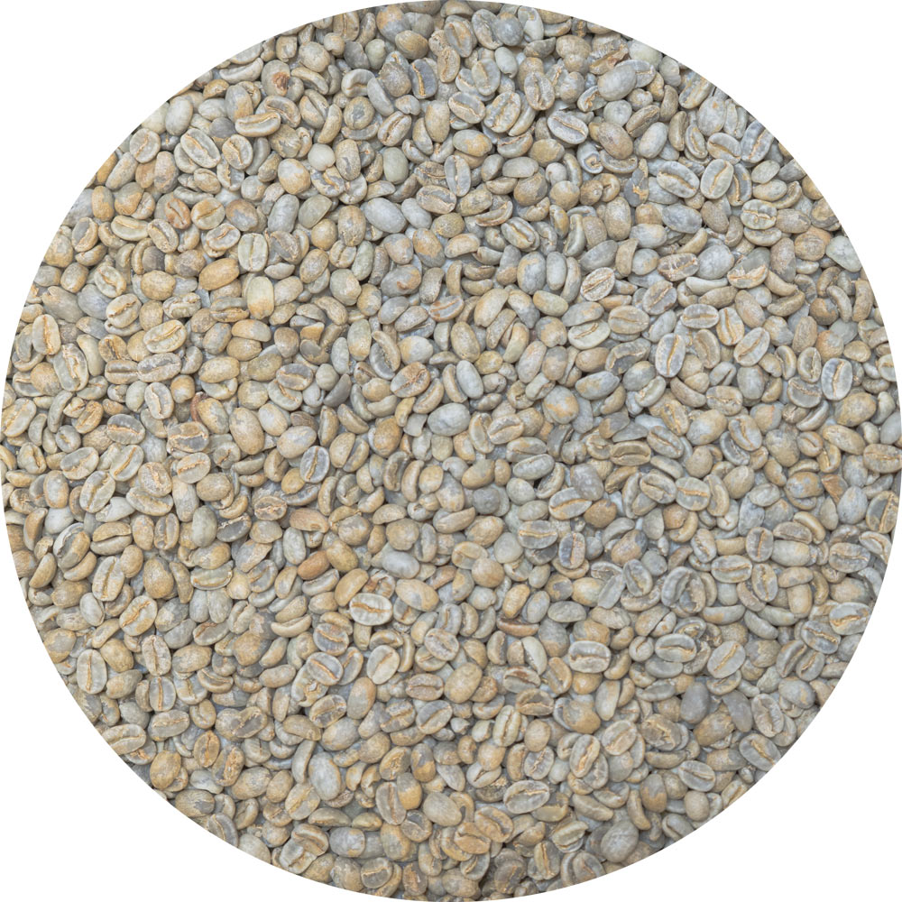 Guatemalan Huehue. - Punta Del Cerro - Gesha