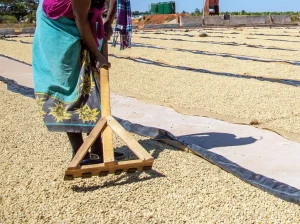 Zambia Coffee Production