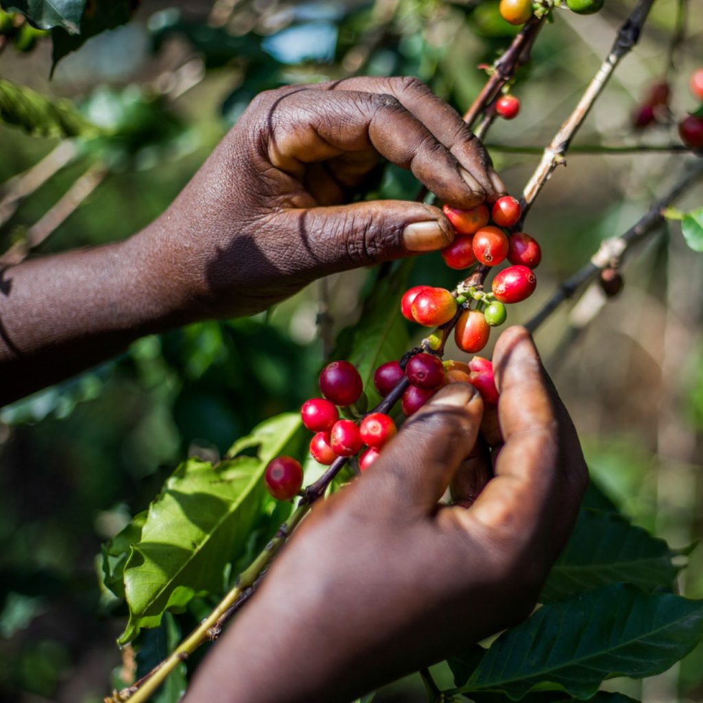 Hands picking coffee cherries from a coffee plant