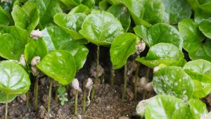 Sara Ate Cooperative