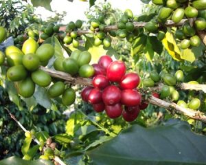 Sara Ate Cooperative