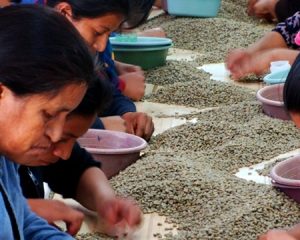 Decaffeinated Honduran Comsa Org. - MWP Royal Select