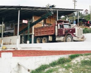 Decaffeinated Honduran Comsa Org. - MWP Royal Select