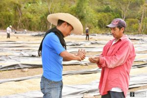Decaffeinated Honduran Comsa Org. - MWP Royal Select