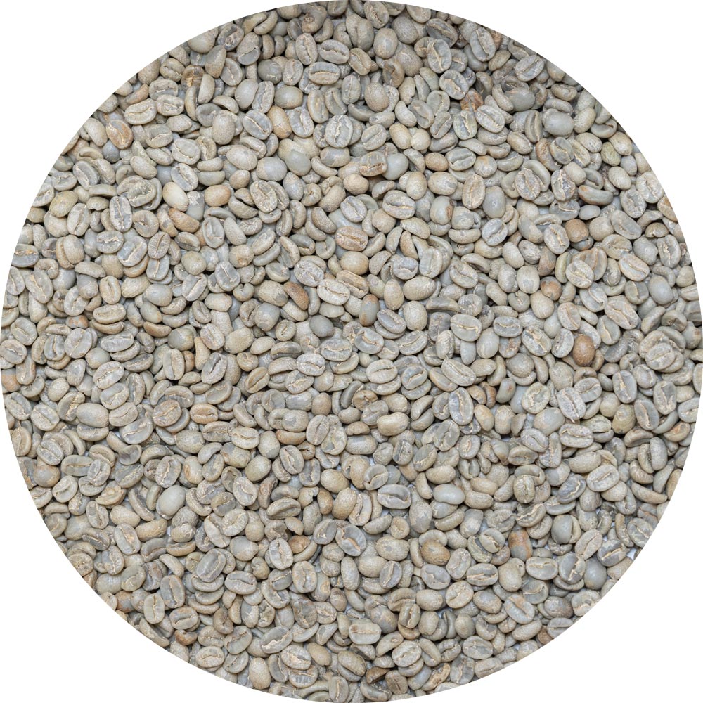 Bolivian Premium - Caranavi Indigenous - Apolo Microlot - Cafe Kreyol