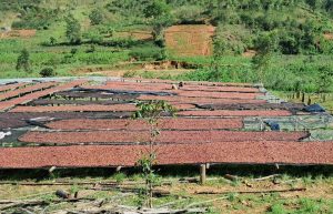 Burundi Kayanza Gr.1 - Butanyerera - Natural Processed