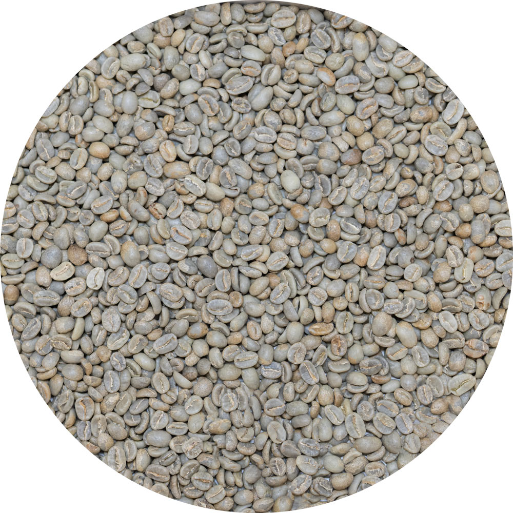 Colombian Cauca - Caldono Castillo AA - Washed Processed