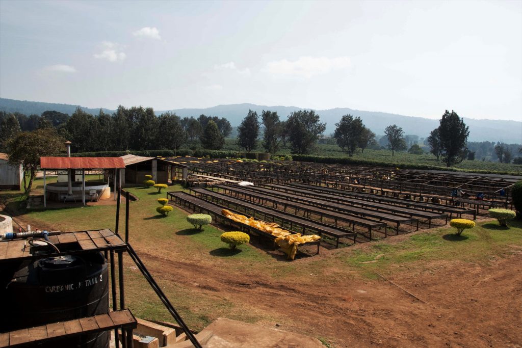 Tanzania Ngorongoro Finagro Plantations Gaia Estate