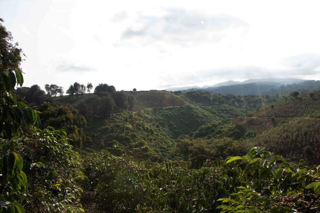 Tanzania Ngorongoro Finagro Plantations Gaia Estate